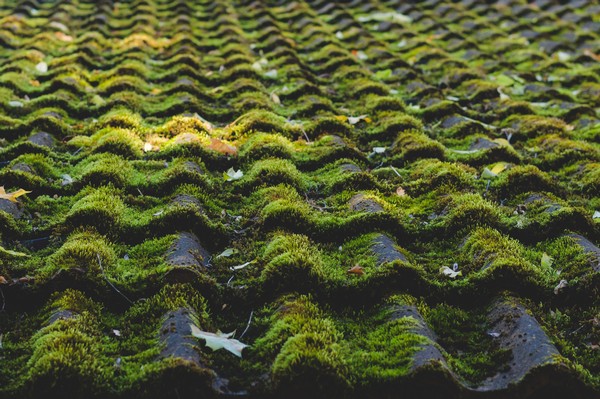Woodinville moss treatment for your roof in WA near 98072