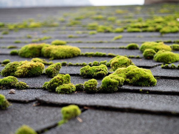 Kirkland roof moss removal professionals in WA near 98033