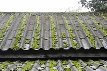 Lynnwood roof moss removal services in WA near 98037