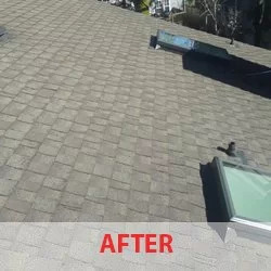 Moss Prevention in Bothell