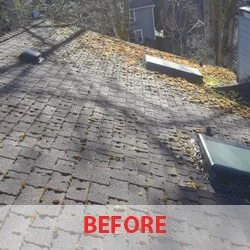 Moss Removal in Bothell